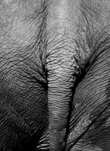 Elephant going away, Ko Chang, Thailand (2008) Photo (c) Karen Abrahamson