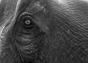 Wisdom, The eye of the dowager elephant, Ko Chang (2008) Photo (c) Karen Abrahamson