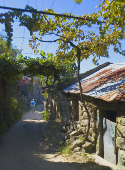 Wine trellised trails of a stone Minho villlage