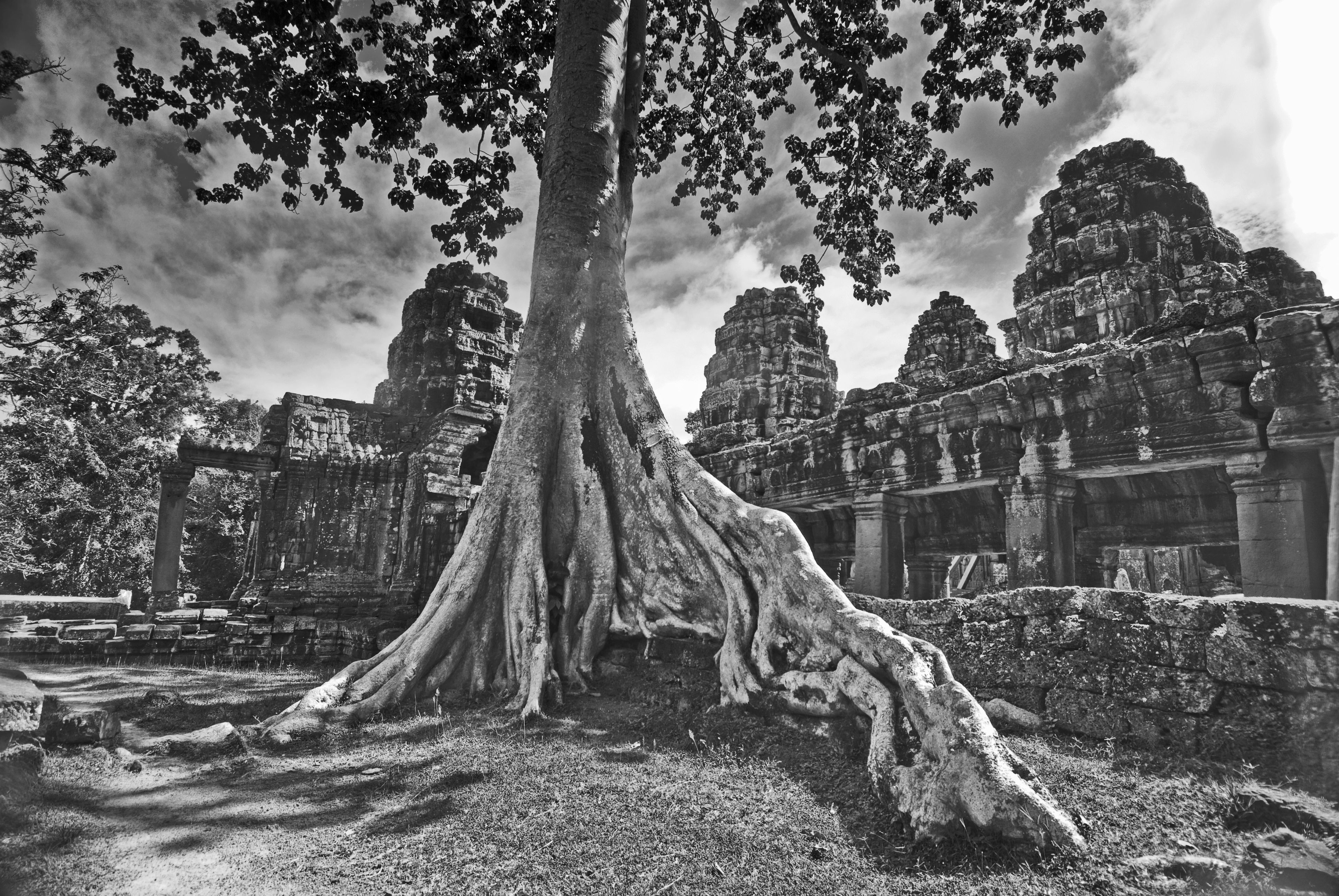 Fromages tree at Bateay Kdrei temple, Angkor, Cambodia