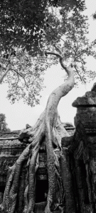 Fromages Tree, Ta Phrom, Angkor, Cambodia (2008)