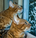 The bengal boys watch their first snow. The bengal boys watch their first snow.
