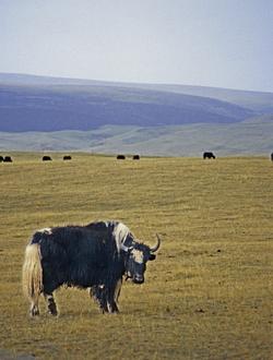 Yak at Qinghai Lake (1998) Photo (c) Karen Abrahamson Yak at Qinghai Lake (1998) Photo (c) Karen Abrahamson