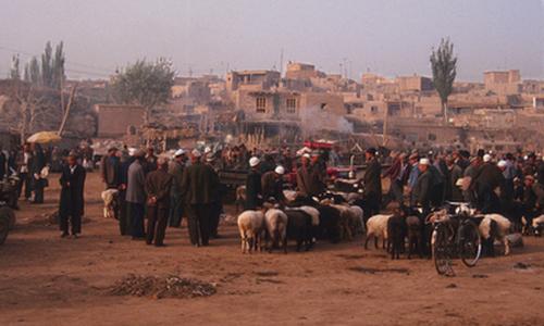 morning sheep herds- crop again