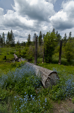 Alpine flowers_DSC0085