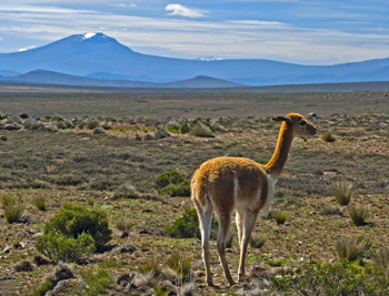 Altiplano2a