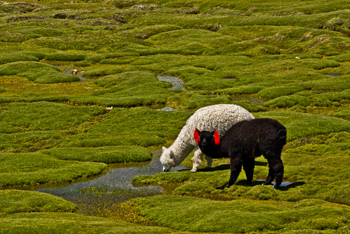 Altiplano8