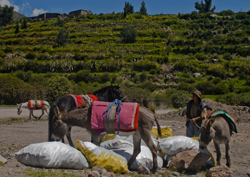 Canyn de Colca13
