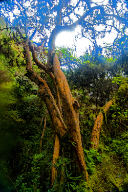 camino inca10b